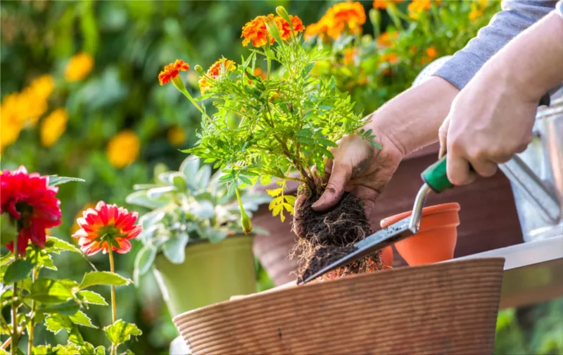 Gardening