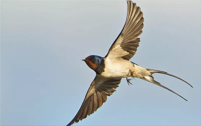 Swallows