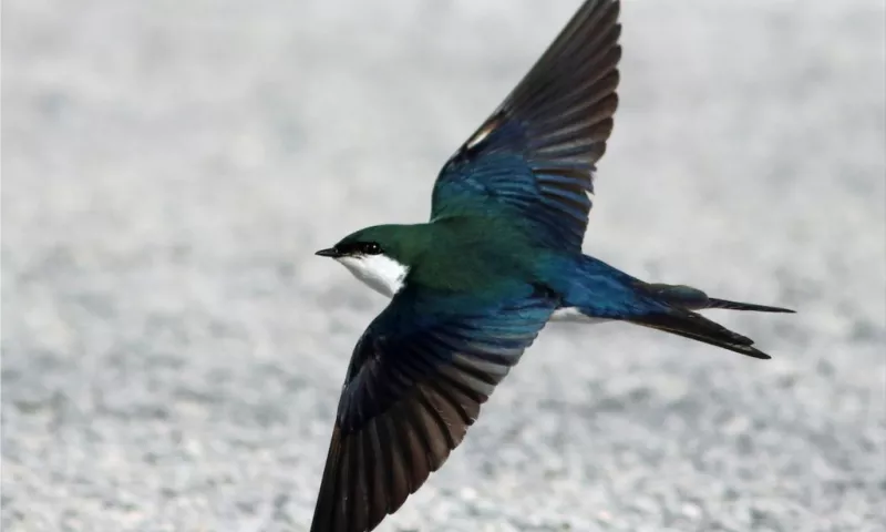 Swallows are considered a symbol of love, wealth, and good fortune