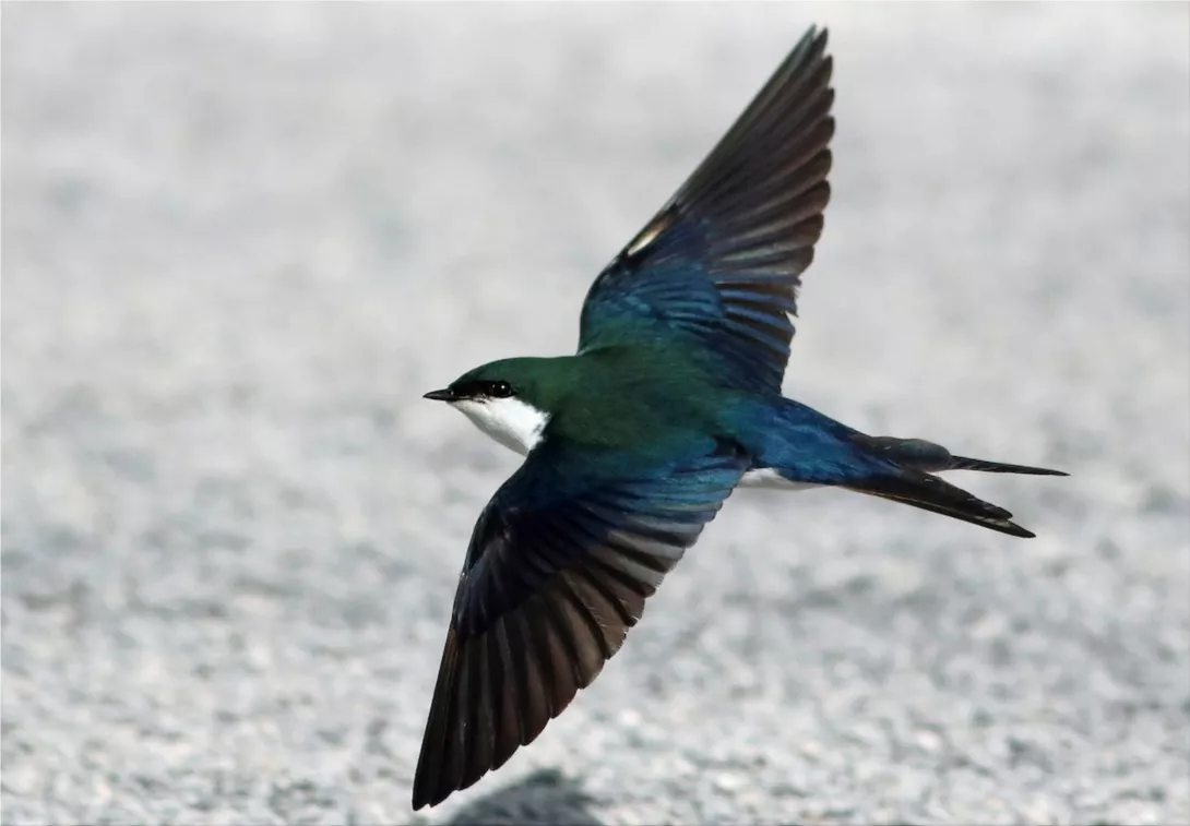 Swallows are considered a symbol of love, wealth, and good fortune